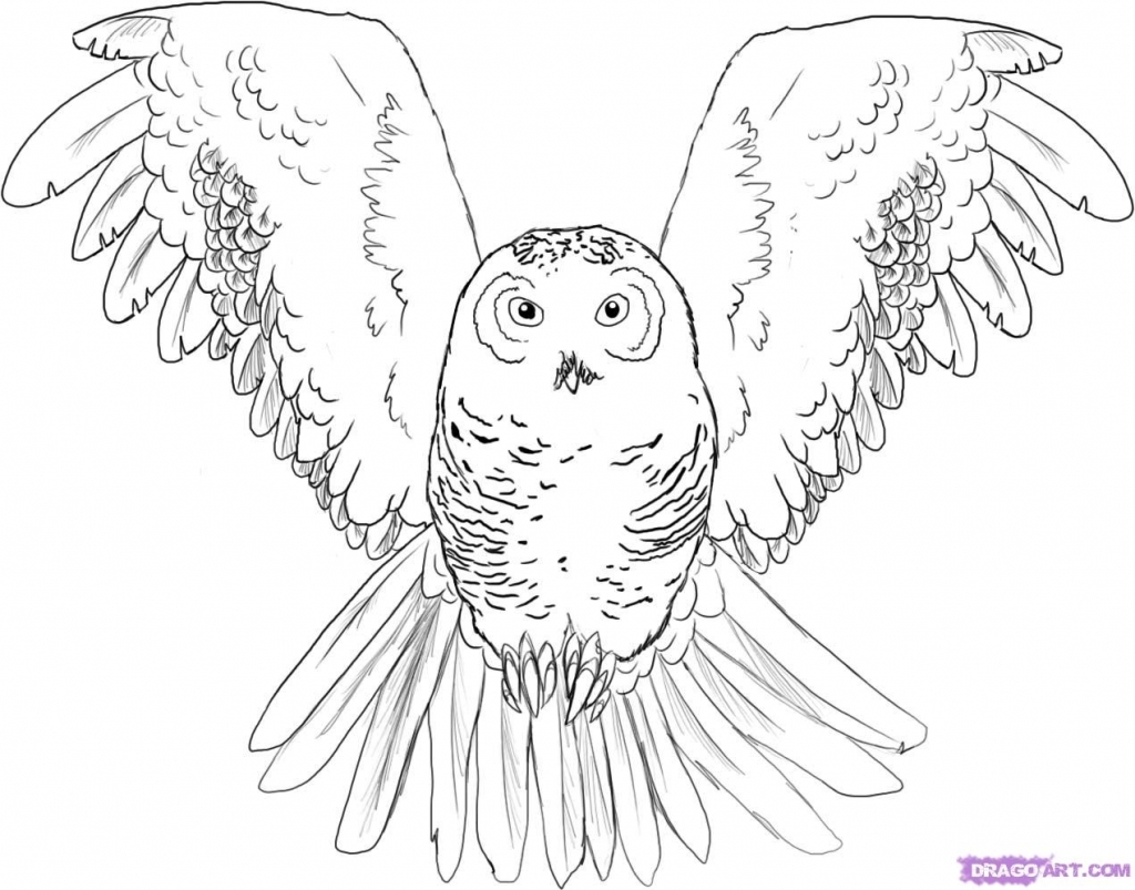1024x803 Owl Drawings Easy Drawing Tutorial How To Draw An Cartoon Owl Step
