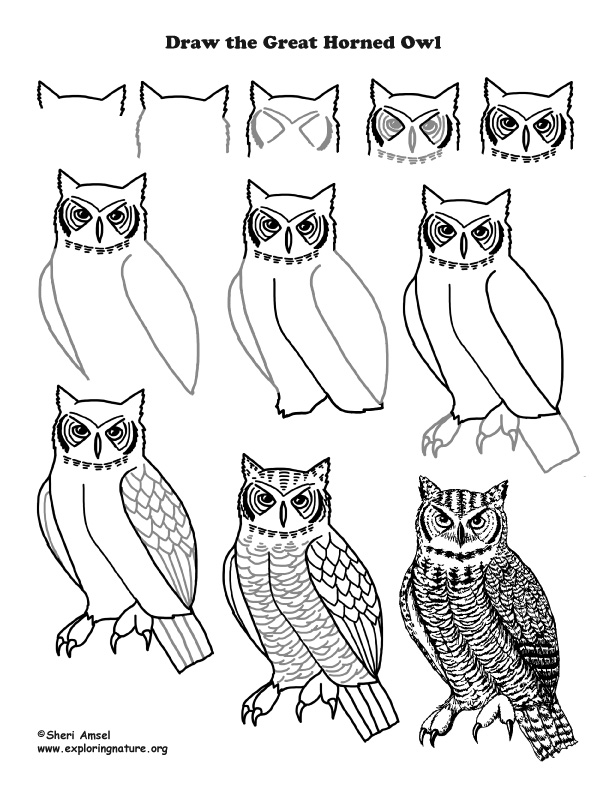 612x792 Great Horned) Drawing Lesson