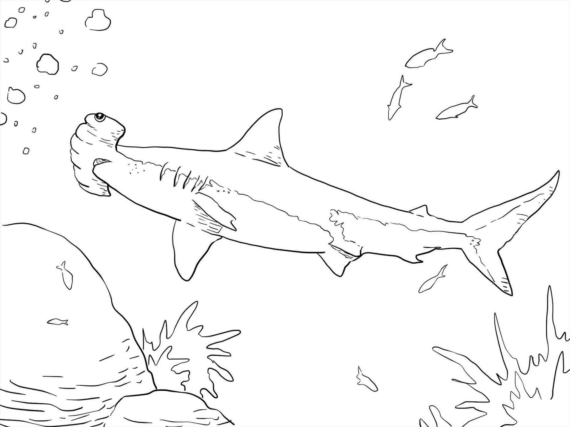 1899x1424 How To Draw Megalodon