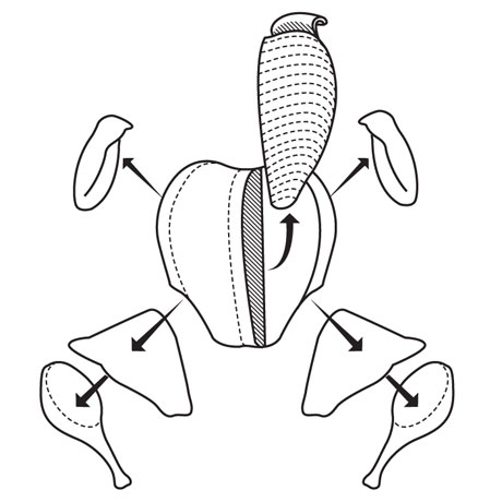460x460 How To Carve A Turkey In 5 Steps
