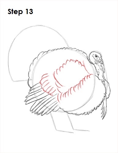 386x500 How To Draw A Turkey