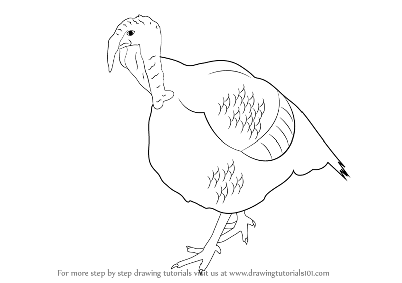 800x564 Learn How To Draw A Turkey (Farm Animals) Step By Step Drawing
