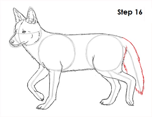 500x386 How To Draw A Coyote