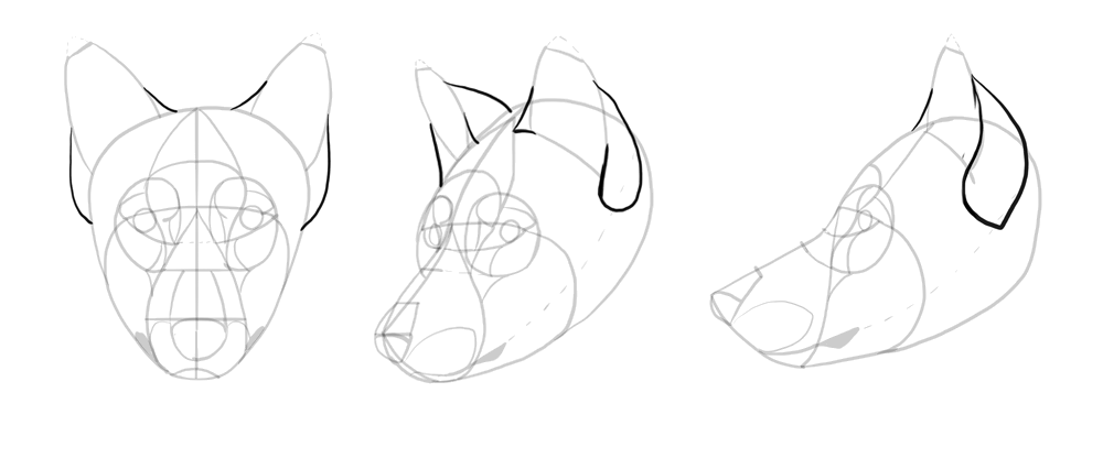 1000x416 How To Draw A Wolf Head And Shoulders, Knees And Paws