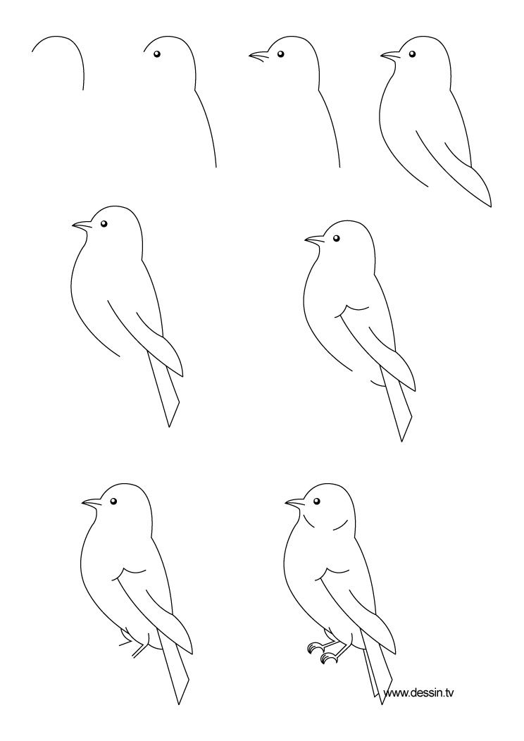 744x1052 Gallery Bird Drawings Step By Step,