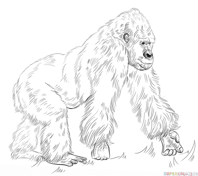 646x575 How To Draw A Gorilla Standing Up Easy Step By Step For Beginners