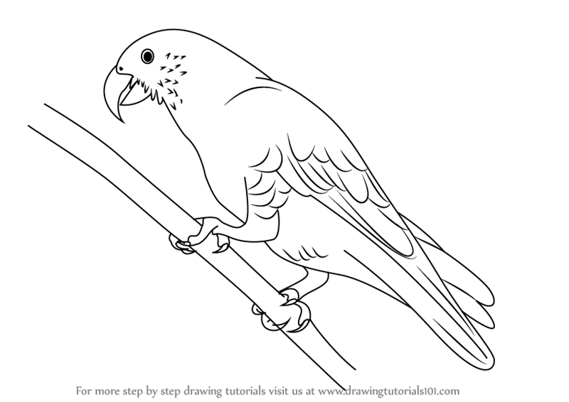 800x566 Coloring Pages Cute Parrot Drawing 2fc How To Draw A For Kids