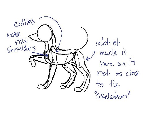 500x399 Animal Drawing Tutorial