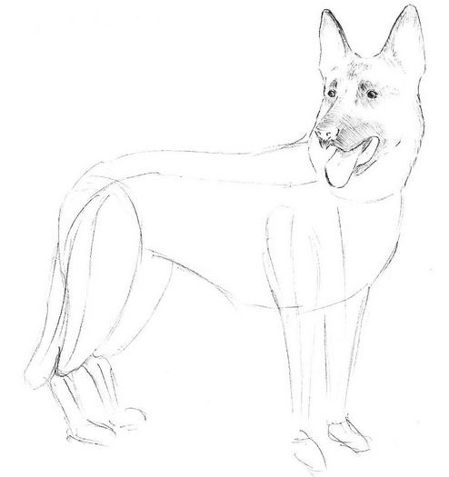 494x525 How To Draw A Dog