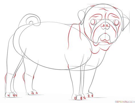 474x359 How To Draw A Pug Dog Step By Step Drawing Tutorials Pug