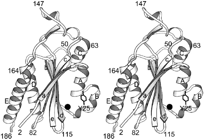 681x465 Ribbon Drawing Of Minmoba. This Stereo Picture Illustrates