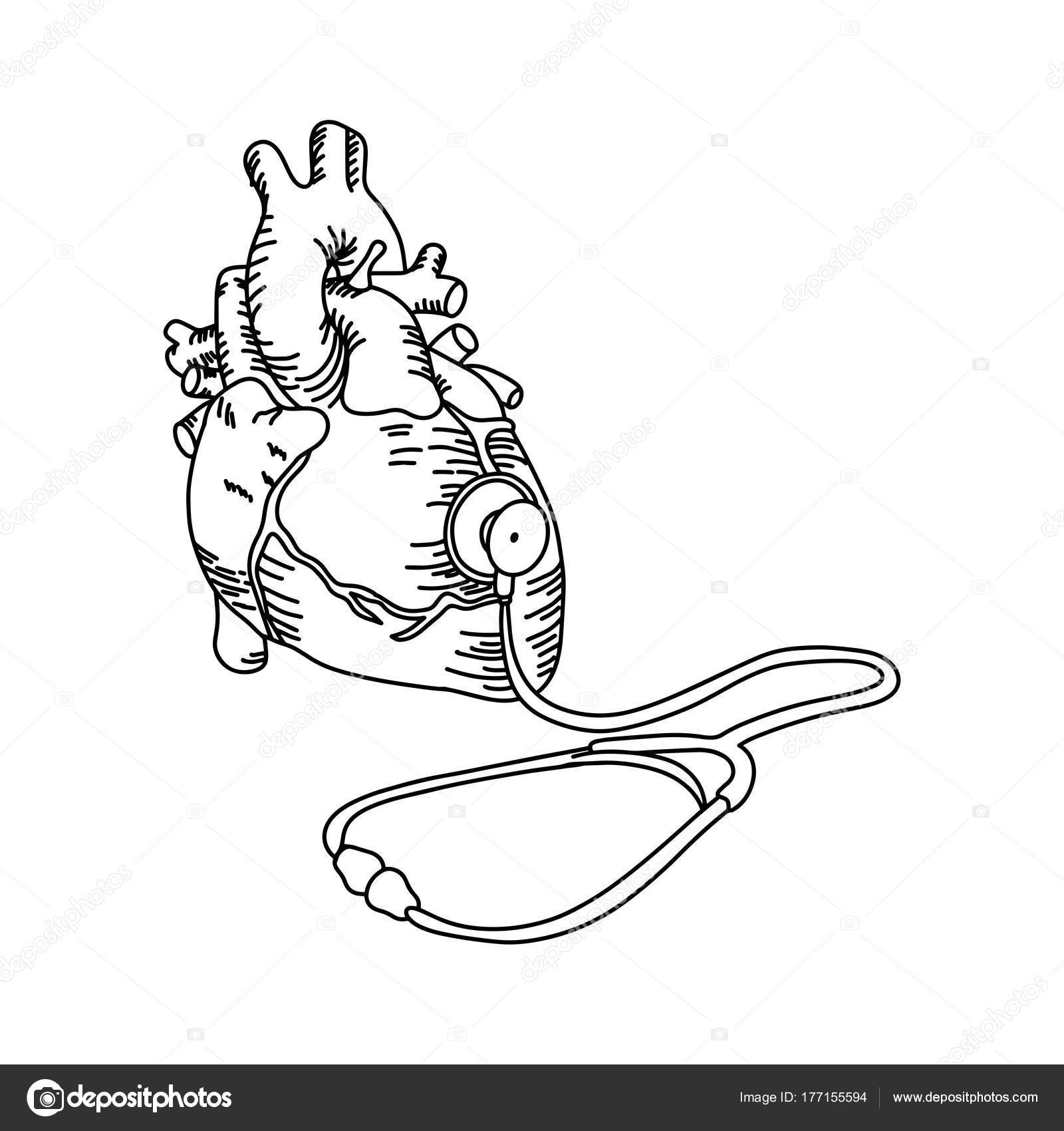 1600x1700 Human Heart With Stethoscope Vector Illustration Outline Sketch