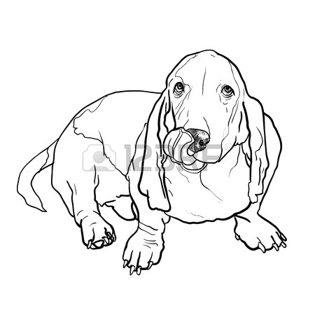 450x450 Adorable Basset Hound Dog Sitting And Stick Out It's Tongue