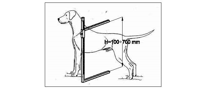651x284 Dog's Measuring Stick Ziiu Standart