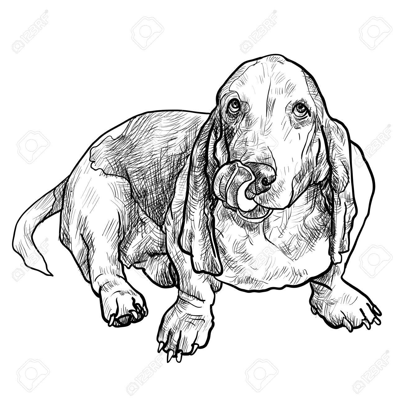 1300x1300 Adorable Basset Hound Dog Sitting And Stick Out It's Tongue