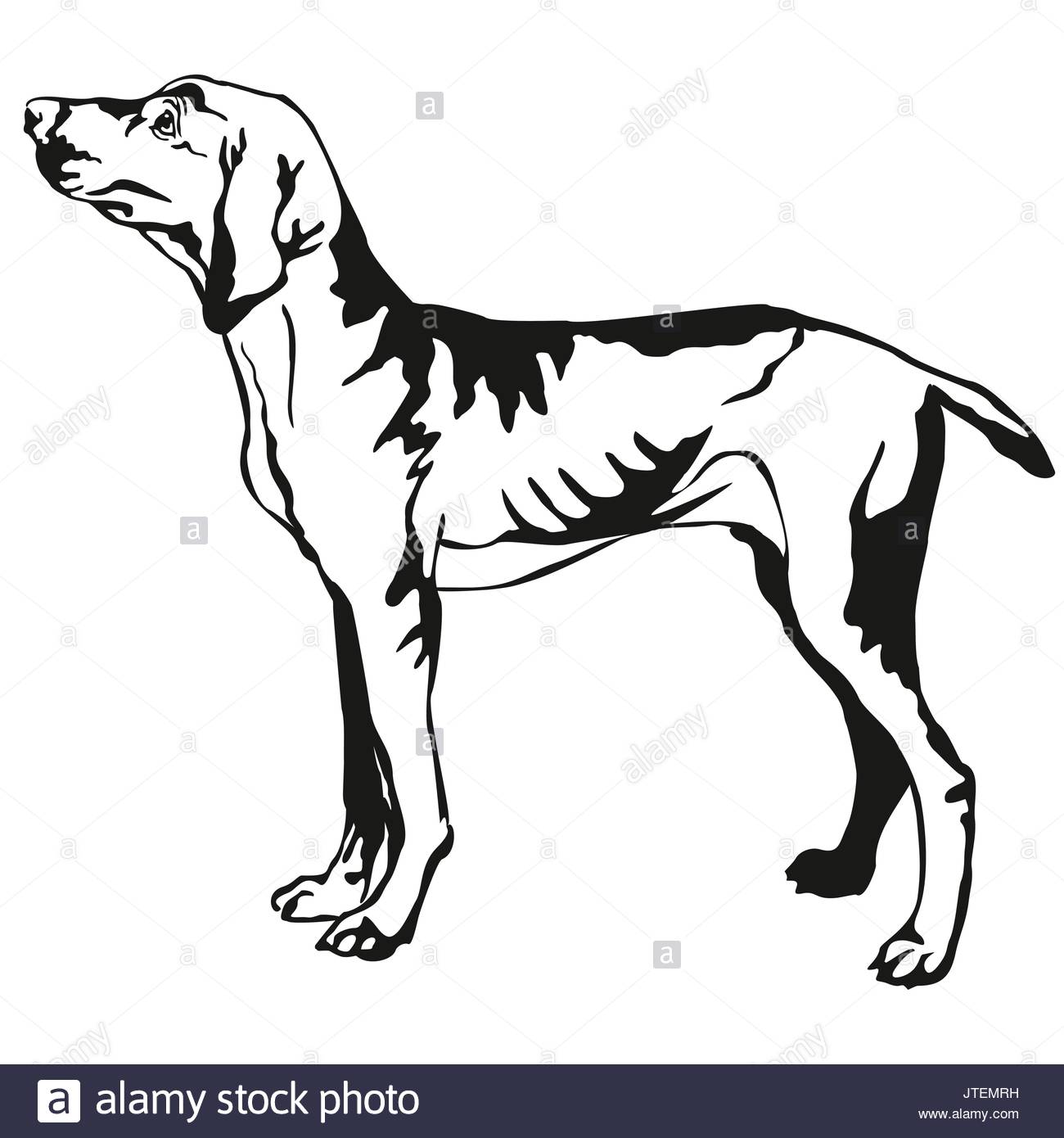 1300x1390 Pointer Dog Vector Stock Photos Amp Pointer Dog Vector Stock Images