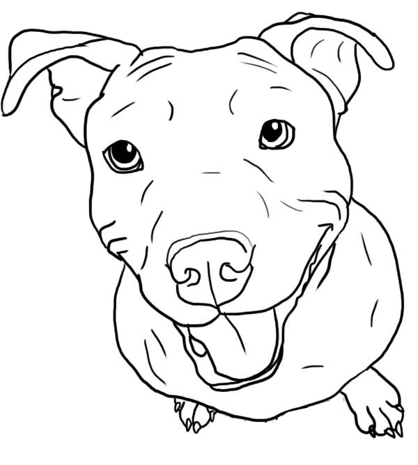 600x668 Pitbull Coloring Pages Amazing Pitbull Coloring Pages 30 On Free