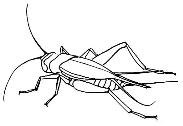 585x404 How To Draw A Cricket