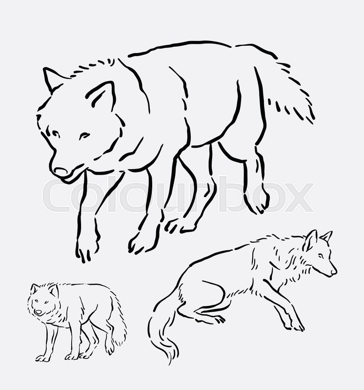 746x800 Wolf Walking Pose Hand Drawing. Good Use For Symbol, Logo, Web