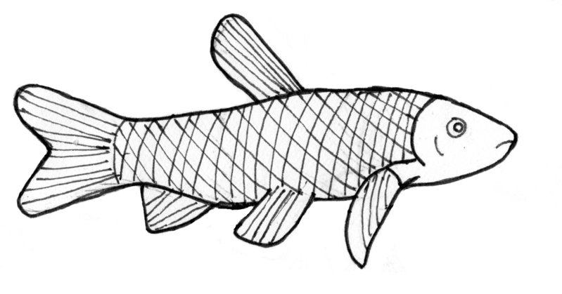 799x419 Grass Carp (Ctenopharyngodon Idella) By Sirwongiii