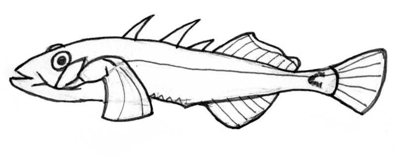 800x317 Stickleback (Gasterosteidae Sp.) By Sirwongiii