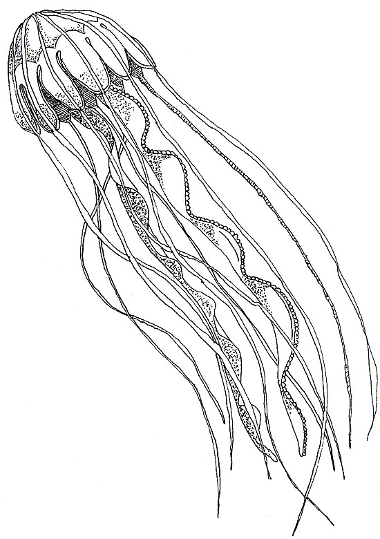 550x780 Jellyfish Drawing