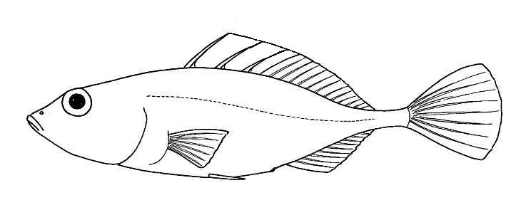 730x288 Thotful Teacher Ocean Food Chain