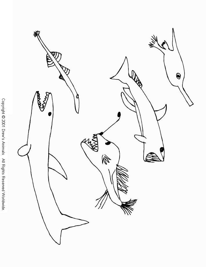 709x918 Drew's Animals Coloring Book