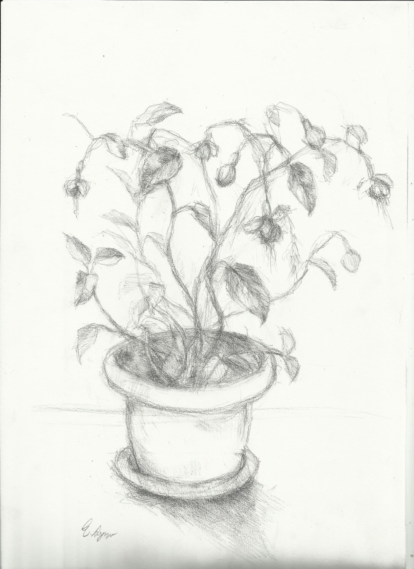 1700x2338 Still Life Nightwithdeer Page 2