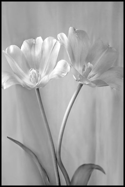 400x595 Floral Triptychs