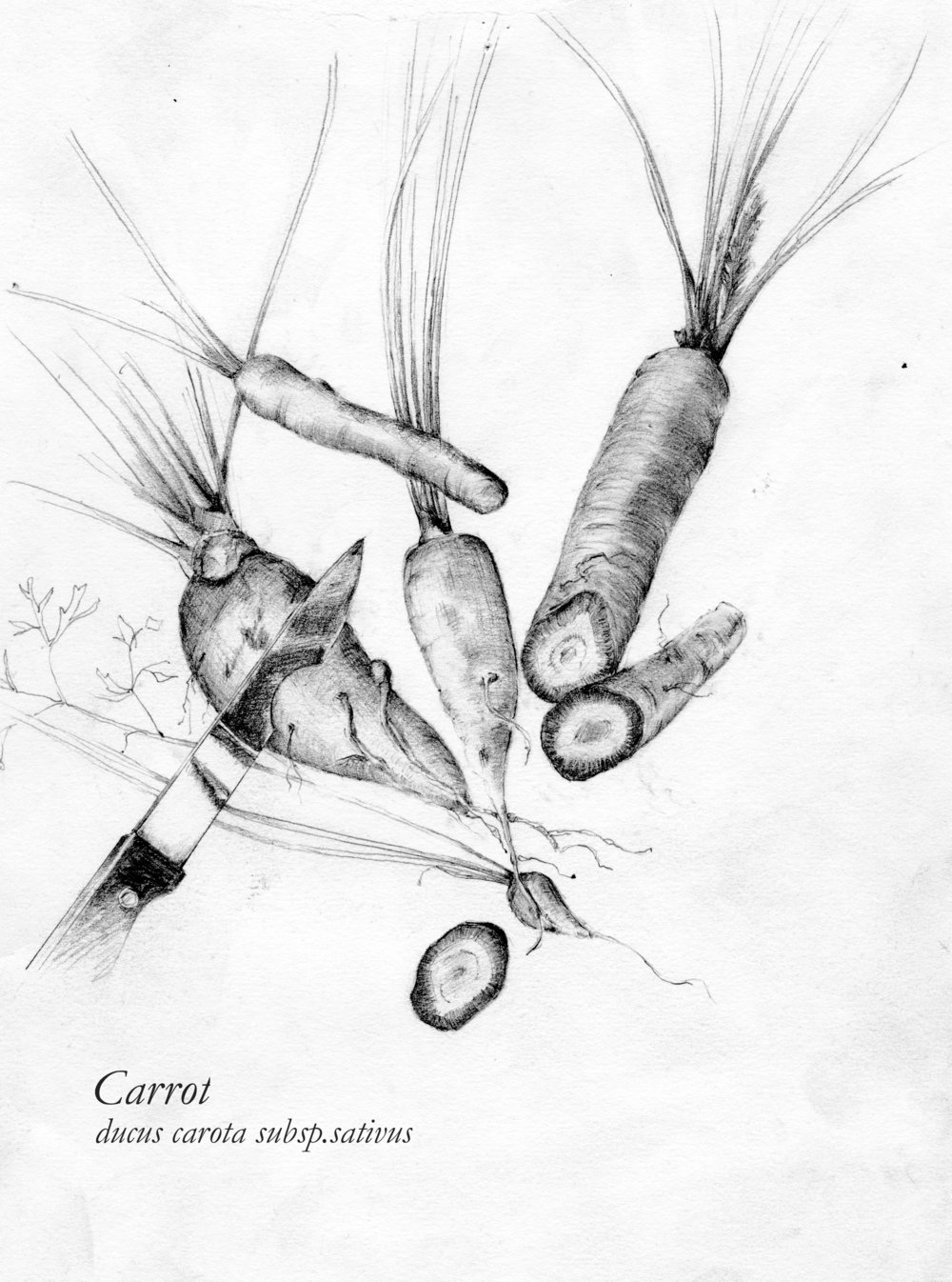 1000x1346 Martin Argles