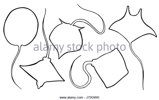 640x404 Stingray Cut Out Stock Images Amp Pictures