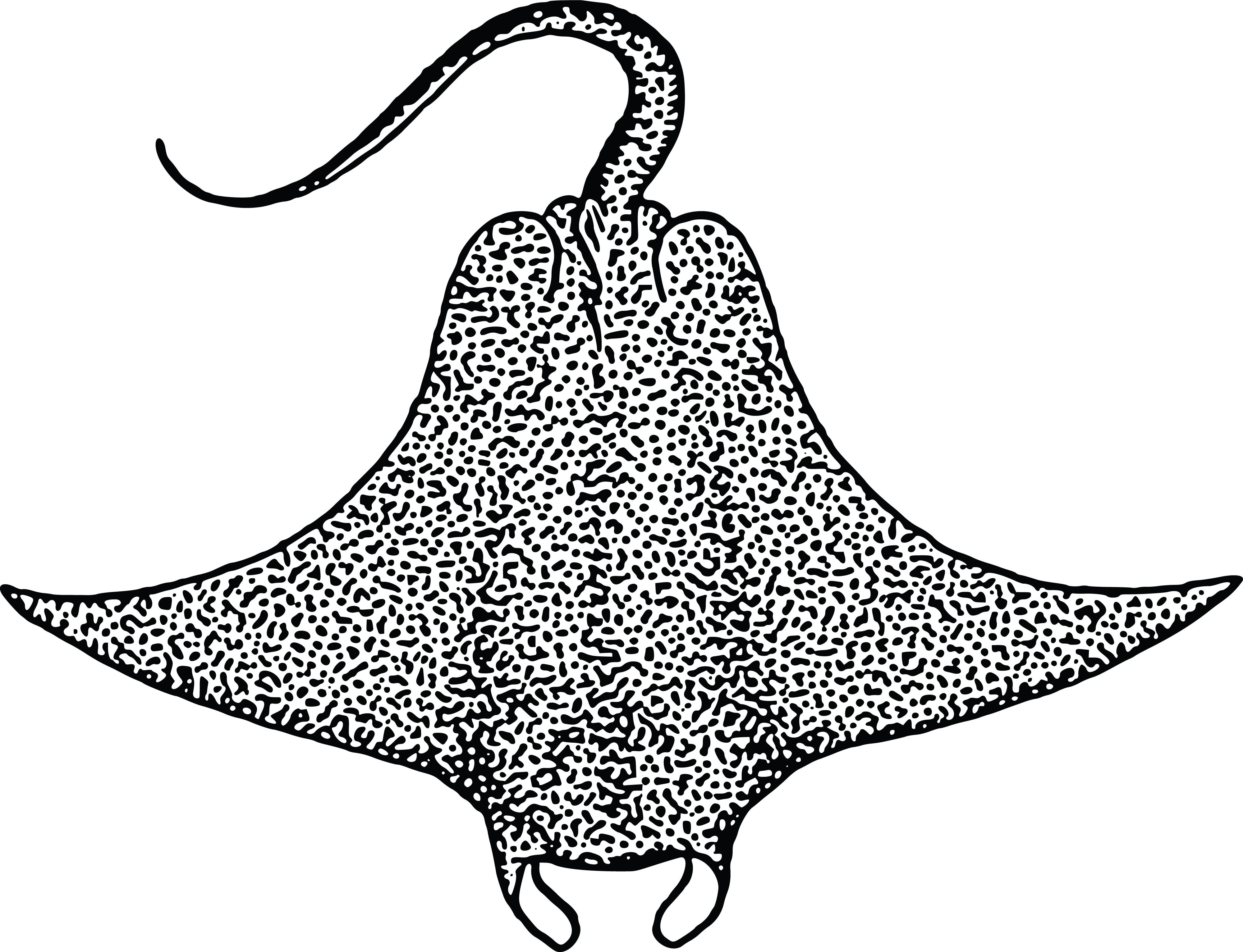 4000x3065 Clipart Of A Stingray