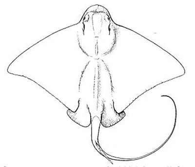 400x343 Stingray Anatomy For Potential Tattoo Design Tattoos
