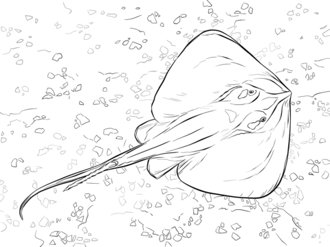 480x360 Common Stingray Coloring Page Free Printable Coloring Pages