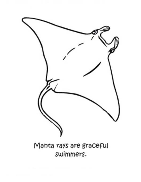 600x776 Manta Ray Coloring Pages Graceful