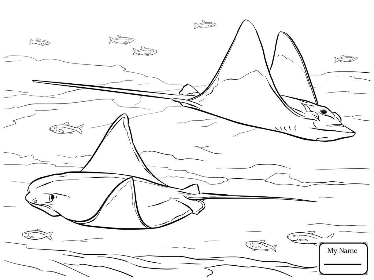 1223x917 Coloring Pages Ray Skate Fish Fish