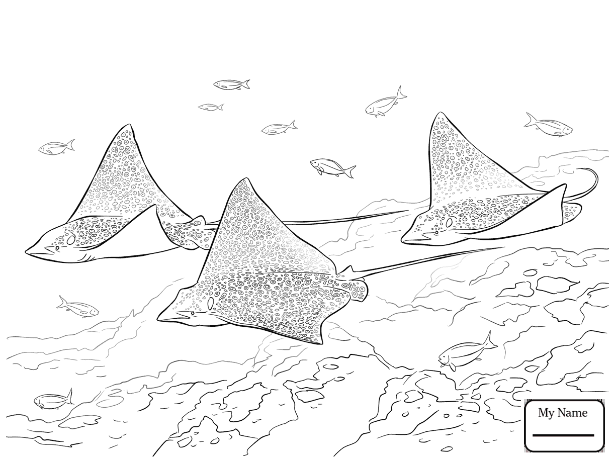 Stingray Drawing at GetDrawings | Free download