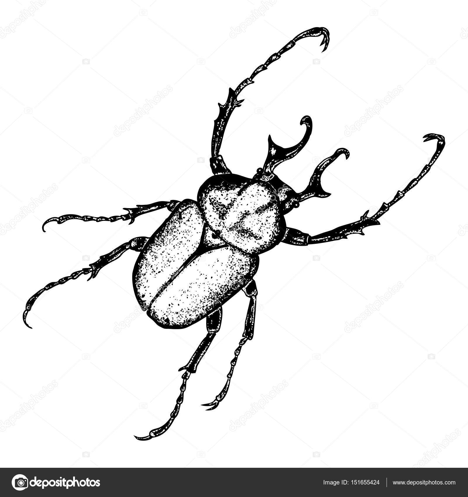 1600x1700 Insect Stipple Drawing Set Isolated Stock Vector Goldenshrimp