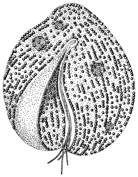 273x350 Stippling Definition, Techniques Amp Tools