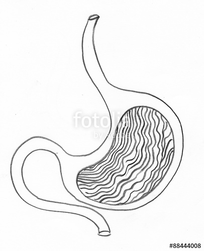 406x500 Human Stomach Anatomy Of The Internal Digestive Organ With Cross