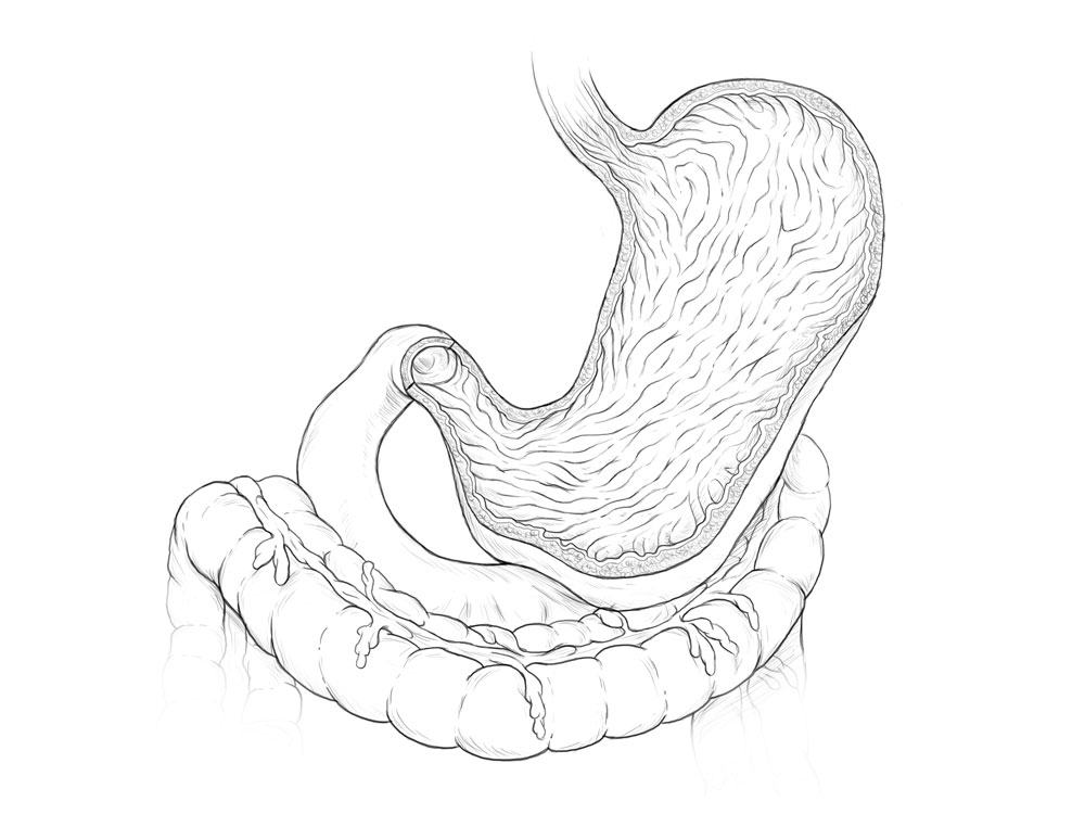 1000x750 Scientific Illustration Stomach Rugae Lachina