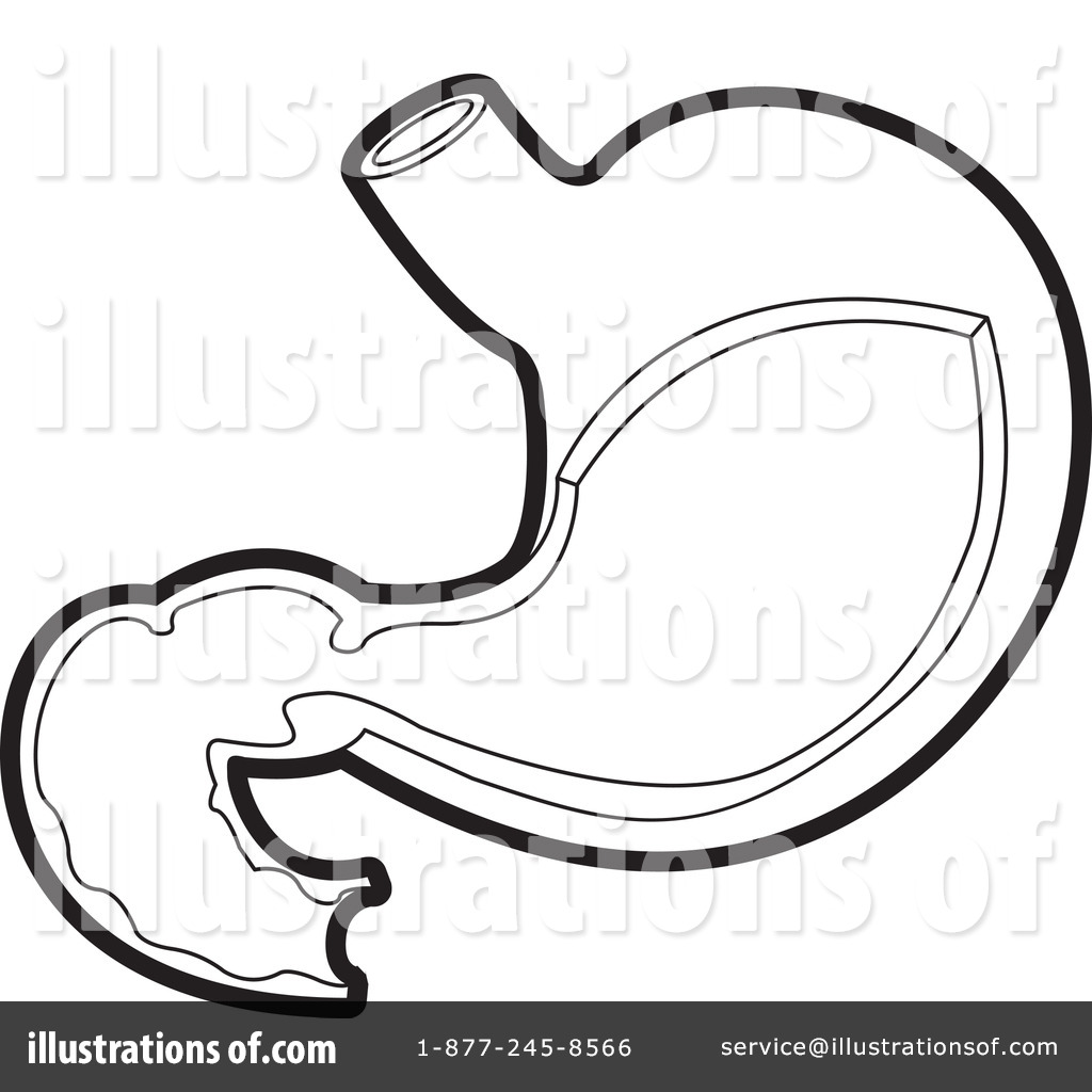 1024x1024 Stomach Clipart