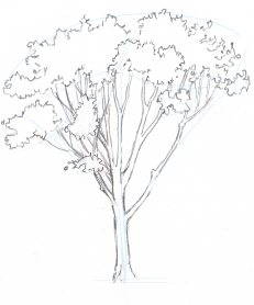 231x278 How To Draw Trees Oaks Learn To Draw Drawings