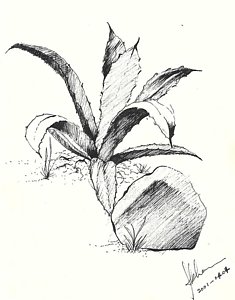 235x300 Ink Stones Drawings