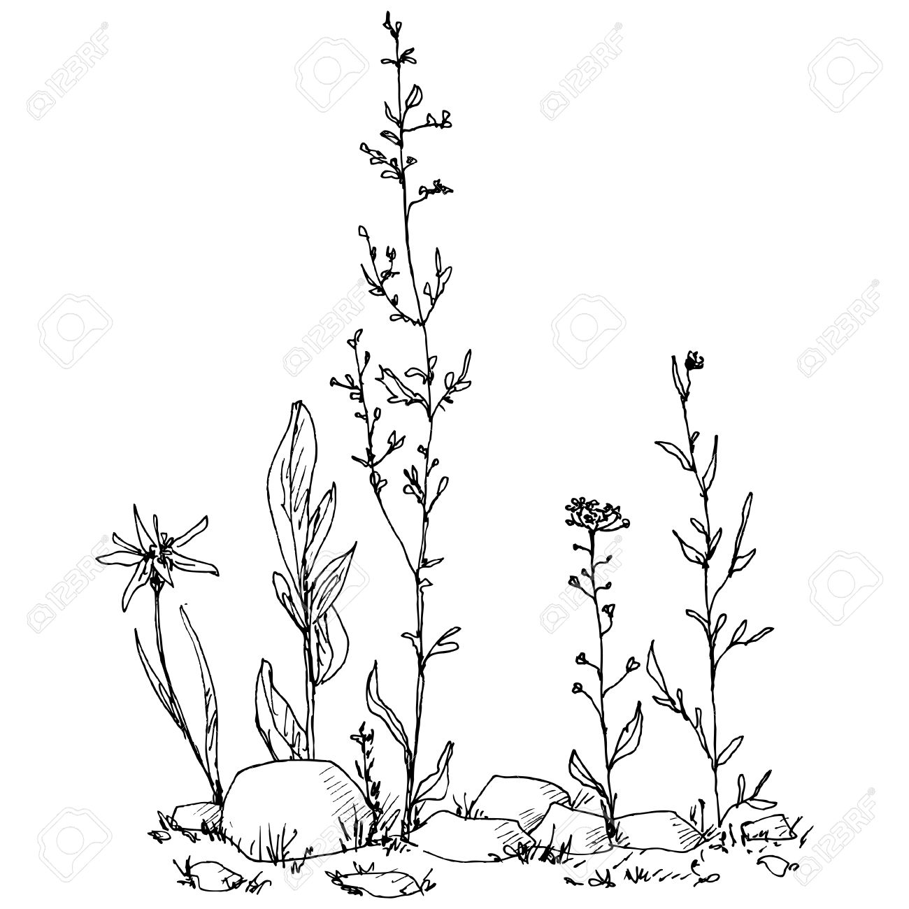 1300x1300 Floral Composition With Ink Drawing Herbs, Flowers And Stones