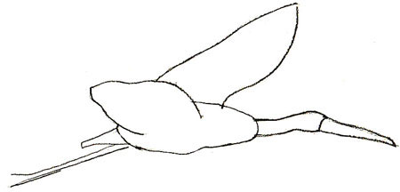 450x216 How To Draw A Stork