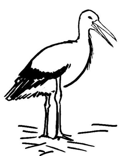 400x506 How To Draw A Stork