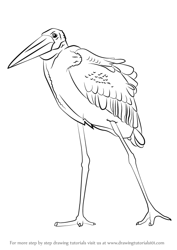 596x842 Learn How To Draw A Marabou Stork (Birds) Step By Step Drawing