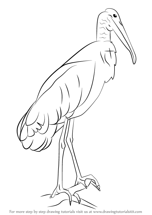596x842 Learn How To Draw A Wood Stork (Birds) Step By Step Drawing